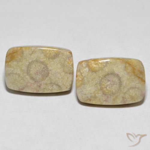 30.24ctw Natural Multicolor Coral fósil, Forma Cojín, Opaco