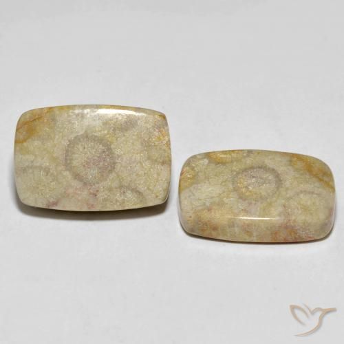 Gemas de Coral fósil Multicolor natural de 30.24 ct, Forma Cojín, Opaco