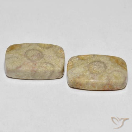 Gemas de Coral fósil Multicolor natural de 30.24 ct, Forma Cojín, Opaco