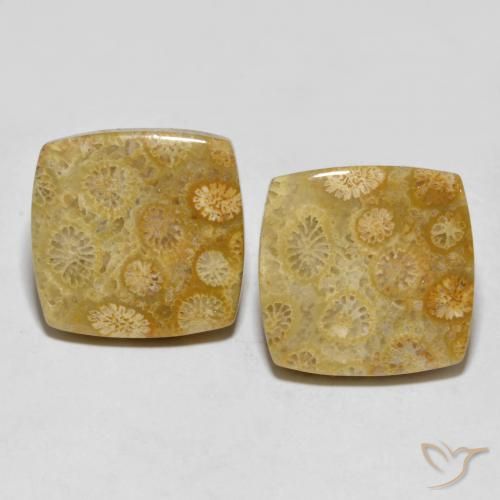 24.61ctw Natural Multicolor Coral fósil, Forma Cojín, Opaco