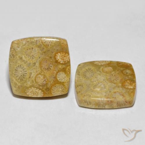 Gemas de Coral fósil Multicolor natural de 24.61 ct, Forma Cojín, Opaco