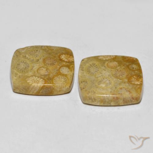 Gemas de Coral fósil Multicolor natural de 24.61 ct, Forma Cojín, Opaco