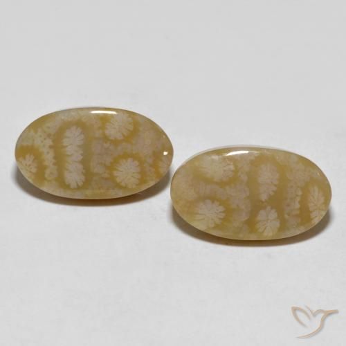 20.80ctw Natural Multicolor Coral fósil, Ovalada, Opaco