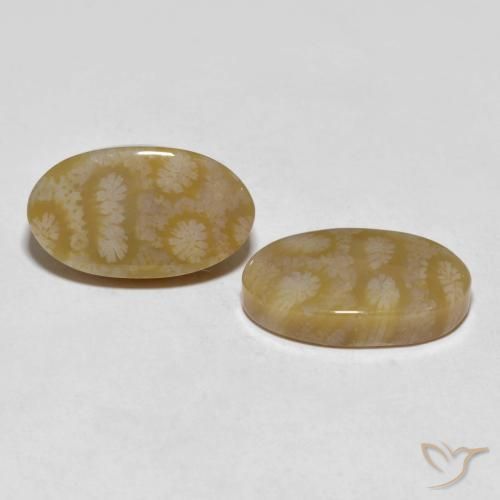 Gemas de Coral fósil Multicolor natural de 20.80 ct, Ovalada, Opaco