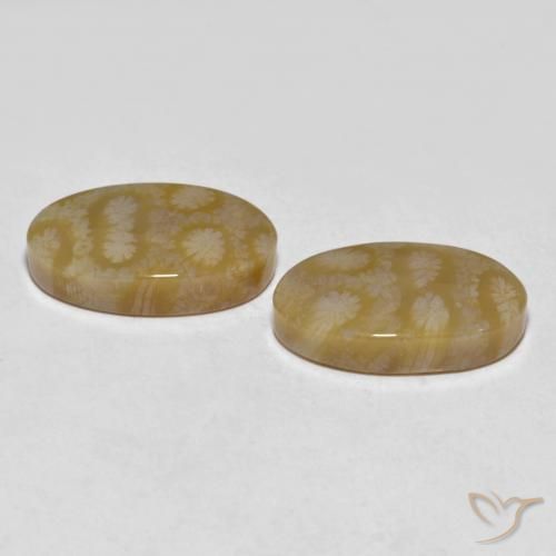 Gemas de Coral fósil Multicolor natural de 20.80 ct, Ovalada, Opaco