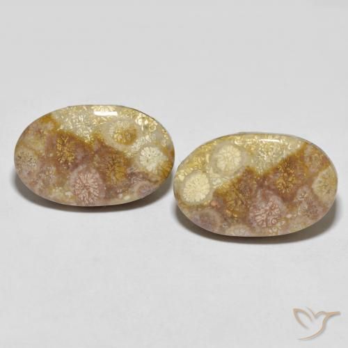 35.47ctw Natural Multicolor Coral fósil, Ovalada, Opaco