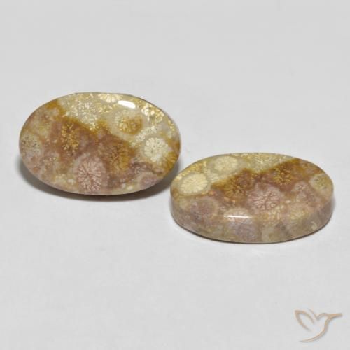 Gemas de Coral fósil Multicolor natural de 35.47 ct, Ovalada, Opaco