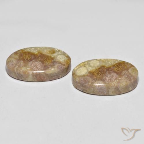 Gemas de Coral fósil Multicolor natural de 35.47 ct, Ovalada, Opaco