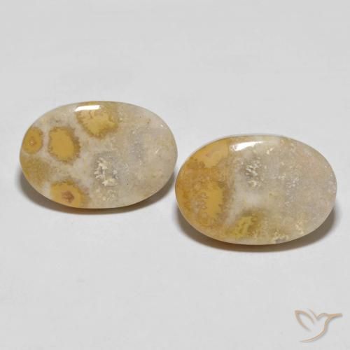 25.55ctw Natural Multicolor Coral fósil, Ovalada, Opaco