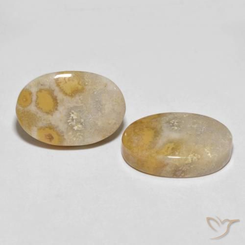 Gemas de Coral fósil Multicolor natural de 25.55 ct, Ovalada, Opaco