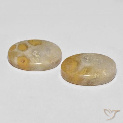Gemas de Coral fósil Multicolor natural de 25.55 ct, Ovalada, Opaco