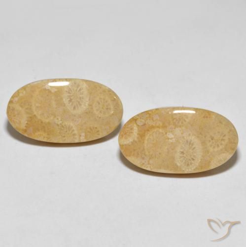 27.45ctw Natural Multicolor Coral fósil, Ovalada, Opaco