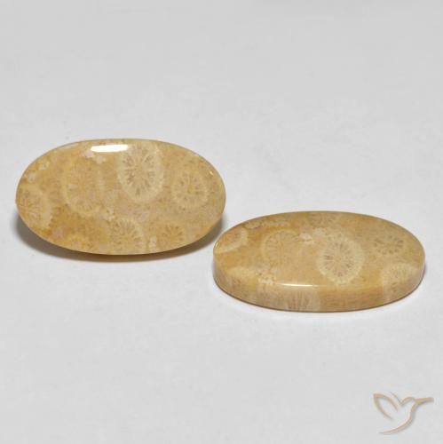 Gemas de Coral fósil Multicolor natural de 27.45 ct, Ovalada, Opaco