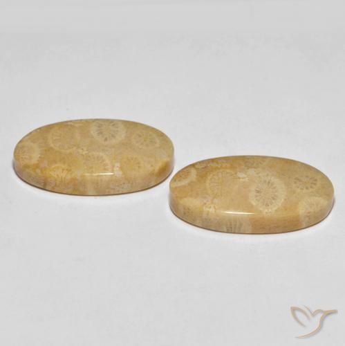 Gemas de Coral fósil Multicolor natural de 27.45 ct, Ovalada, Opaco