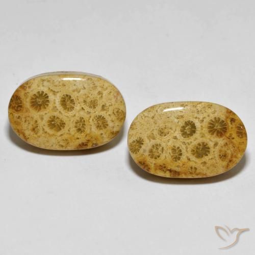 29.82ctw Natural Multicolor Coral fósil, Ovalada, Opaco