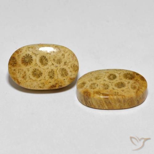 Gemas de Coral fósil Multicolor natural de 29.82 ct, Ovalada, Opaco