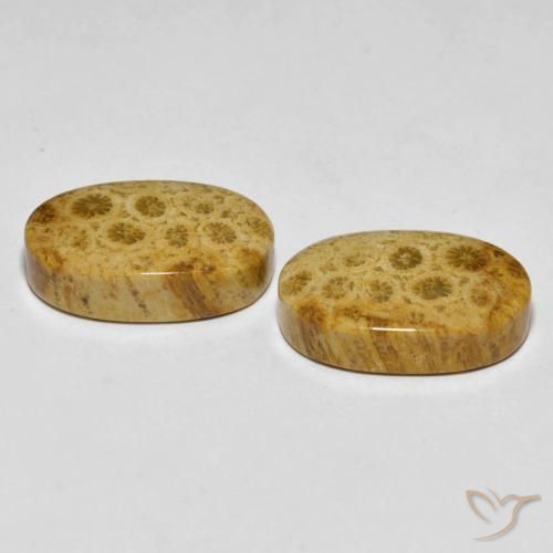 Gemas de Coral fósil Multicolor natural de 29.82 ct, Ovalada, Opaco