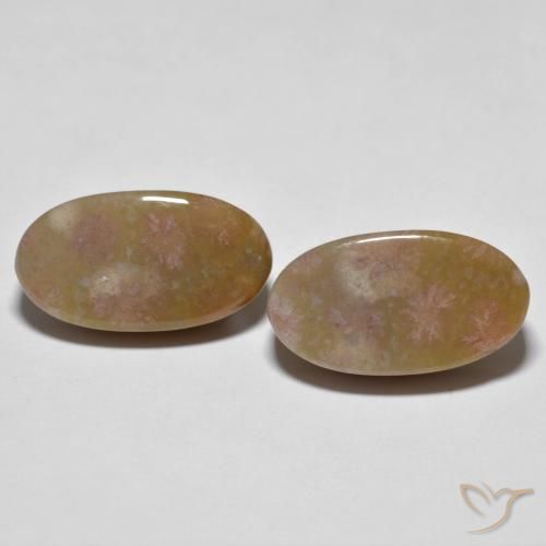 16.71ctw Natural Multicolor Coral fósil, Ovalada, Opaco