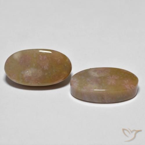 Gemas de Coral fósil Multicolor natural de 16.71 ct, Ovalada, Opaco