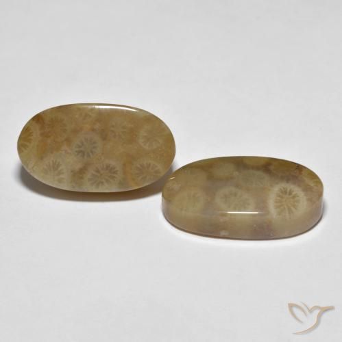 Gemas de Coral fósil Multicolor natural de 22.01 ct, Ovalada, Opaco