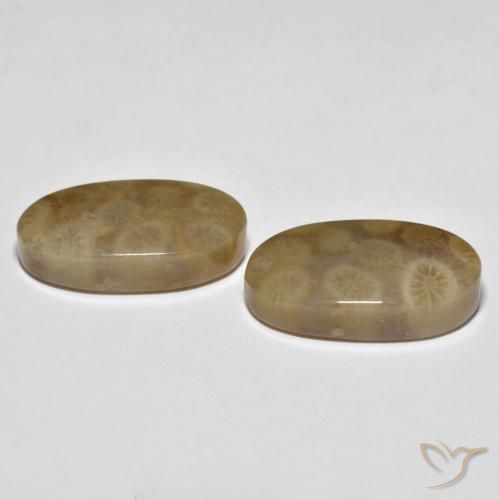 Gemas de Coral fósil Multicolor natural de 22.01 ct, Ovalada, Opaco