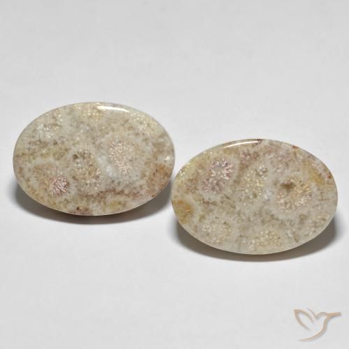 35.42ctw Natural Multicolor Coral fósil, Ovalada, Opaco