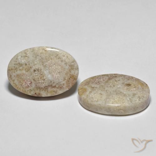 Gemas de Coral fósil Multicolor natural de 35.42 ct, Ovalada, Opaco