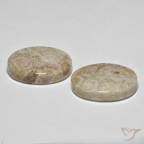 Gemas de Coral fósil Multicolor natural de 35.42 ct, Ovalada, Opaco