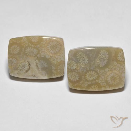 30.23ctw Natural Multicolor Coral fósil, Forma Cojín, Opaco