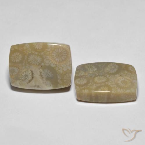 Gemas de Coral fósil Multicolor natural de 30.23 ct, Forma Cojín, Opaco