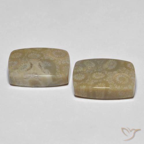 Gemas de Coral fósil Multicolor natural de 30.23 ct, Forma Cojín, Opaco