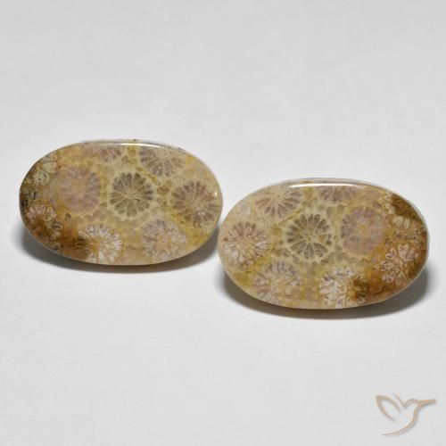 26.38ctw Natural Multicolor Coral fósil, Ovalada, Opaco