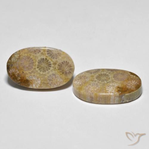 Gemas de Coral fósil Multicolor natural de 26.38 ct, Ovalada, Opaco