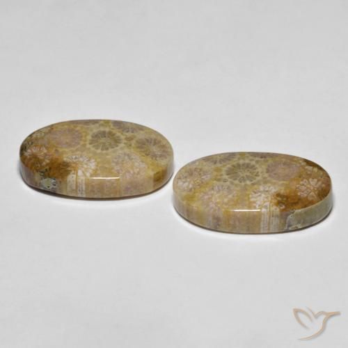 Gemas de Coral fósil Multicolor natural de 26.38 ct, Ovalada, Opaco