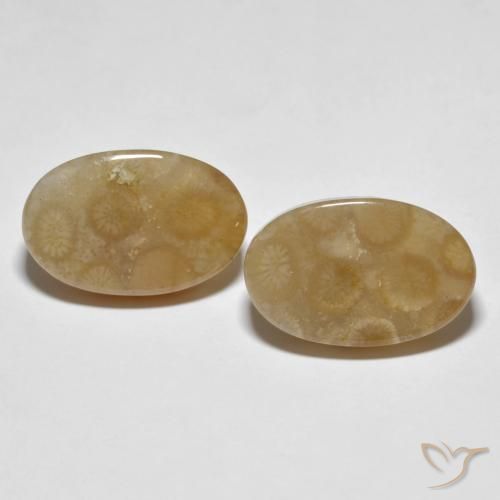 22.89ctw Natural Multicolor Coral fósil, Ovalada, Opaco