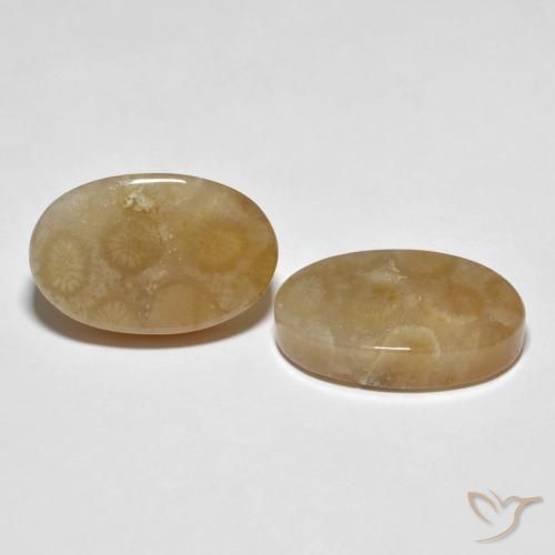 Gemas de Coral fósil Multicolor natural de 22.89 ct, Ovalada, Opaco