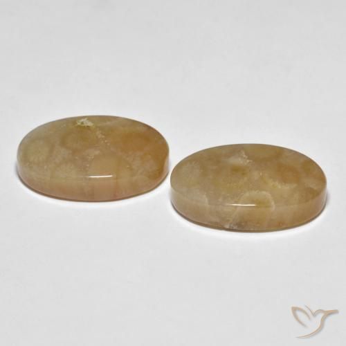 Gemas de Coral fósil Multicolor natural de 22.89 ct, Ovalada, Opaco