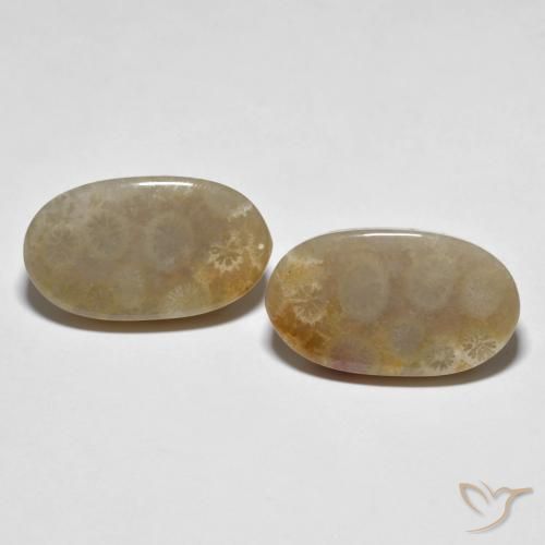 21.87ctw Natural Multicolor Coral fósil, Ovalada, Opaco