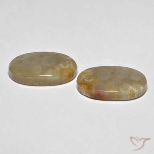 Gemas de Coral fósil Multicolor natural de 21.87 ct, Ovalada, Opaco