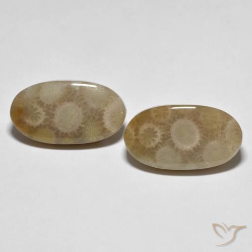 22.28ctw Natural Multicolor Coral fósil, Ovalada, Opaco