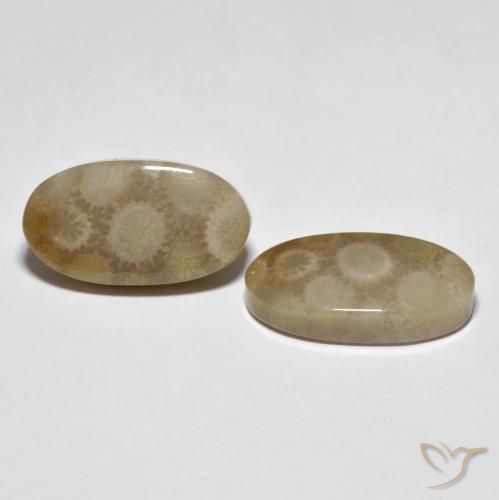 Gemas de Coral fósil Multicolor natural de 22.28 ct, Ovalada, Opaco