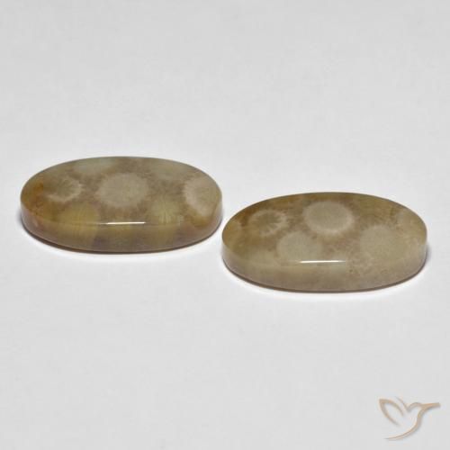 Gemas de Coral fósil Multicolor natural de 22.28 ct, Ovalada, Opaco