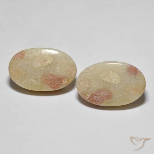 23.37ctw Natural Multicolor Coral fósil, Ovalada, Opaco