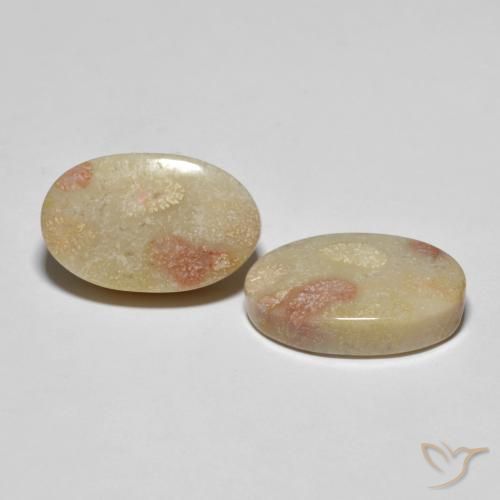 Gemas de Coral fósil Multicolor natural de 23.37 ct, Ovalada, Opaco