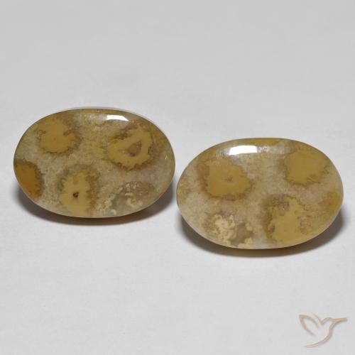 21.52ctw Natural Multicolor Coral fósil, Ovalada, Opaco