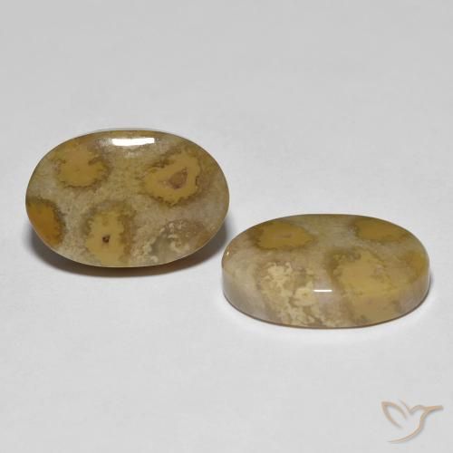 Gemas de Coral fósil Multicolor natural de 21.52 ct, Ovalada, Opaco