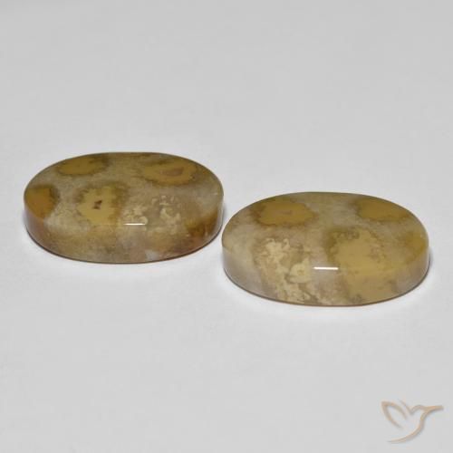 Gemas de Coral fósil Multicolor natural de 21.52 ct, Ovalada, Opaco