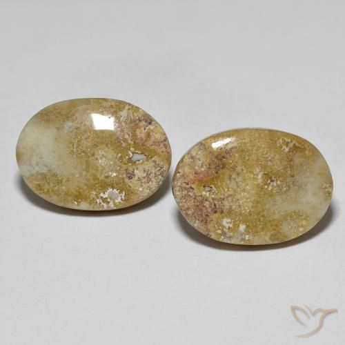 16.68ctw Natural Multicolor Coral fósil, Ovalada, Opaco