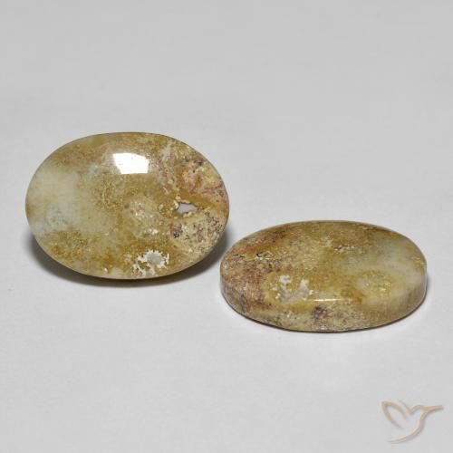 Gemas de coral fósil multicolor natural de 16,68 ct, corte óvalo, opaco
