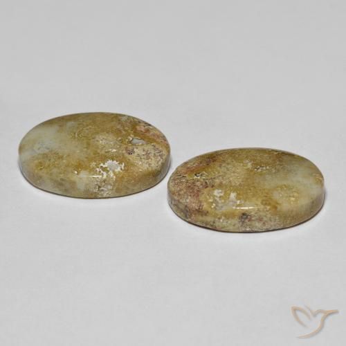 Gemas de coral fósil multicolor natural de 16,68 ct, corte óvalo, opaco